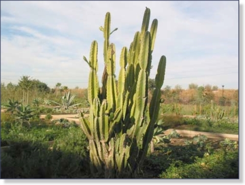 A Cactus