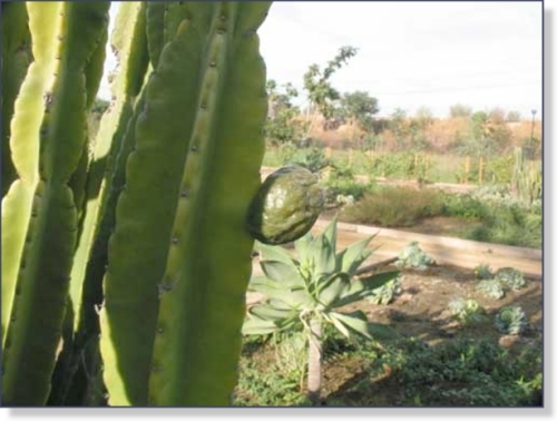 A Cactus Fruit