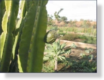 A Cactus Fruit