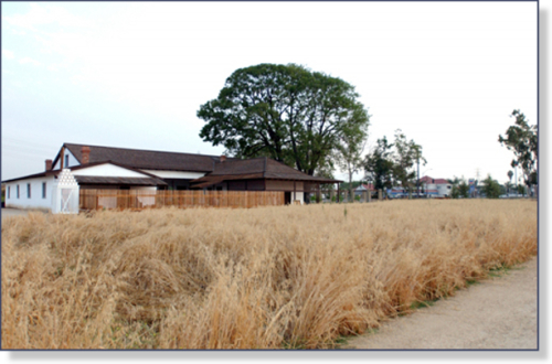 The Wheat Field