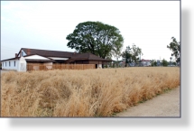 The Wheat Field